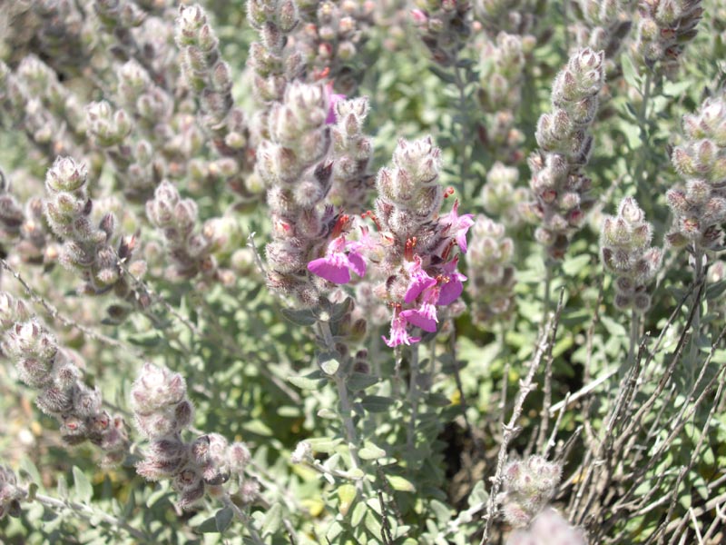 Clinopodium corsicum photo